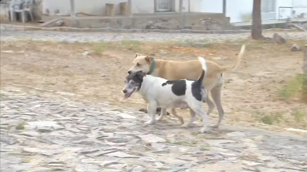 Cachorros abandonados
