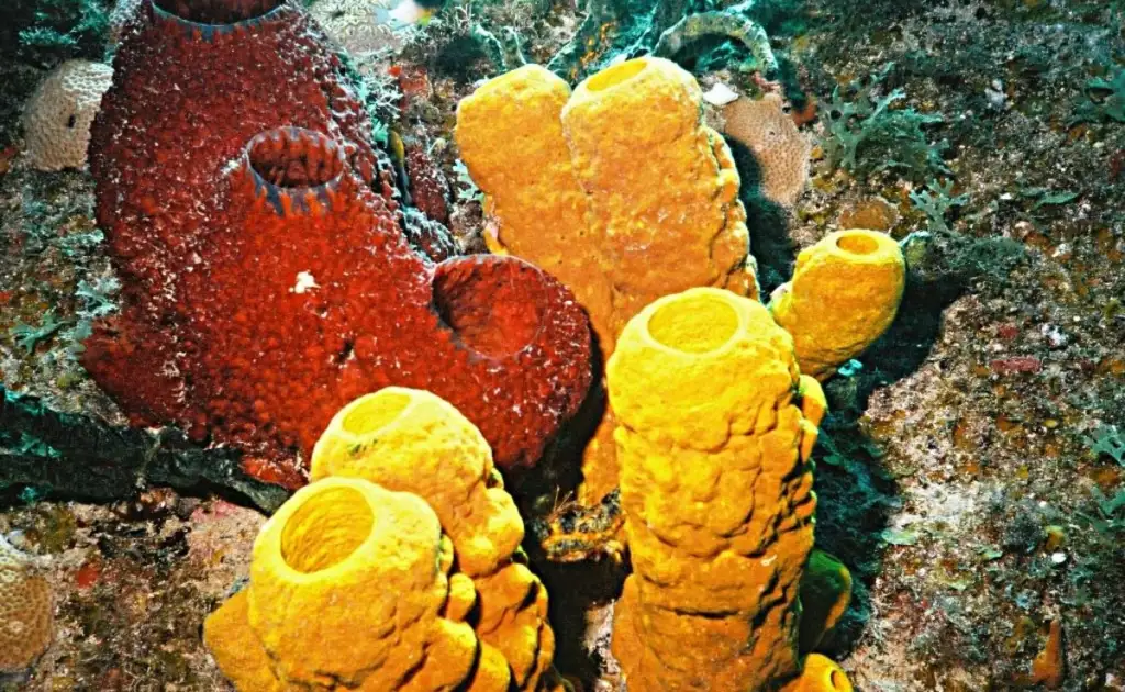 Estudo do MIT identifica esponjas como os primeiros animais da Terra