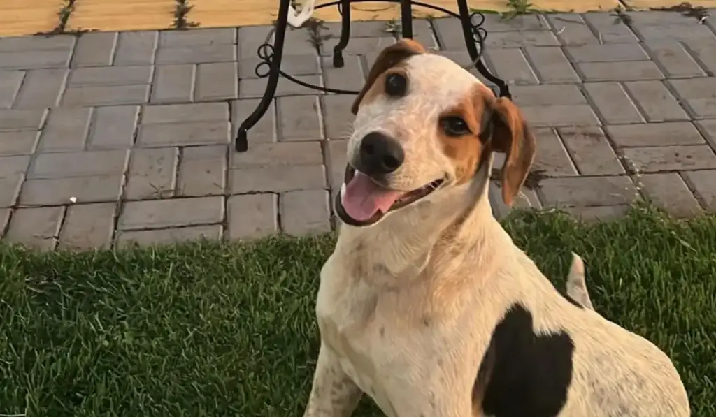 Bala perfurou intestino e, mesmo após passar por uma cirurgia de emergência, o animal morreu no hospital