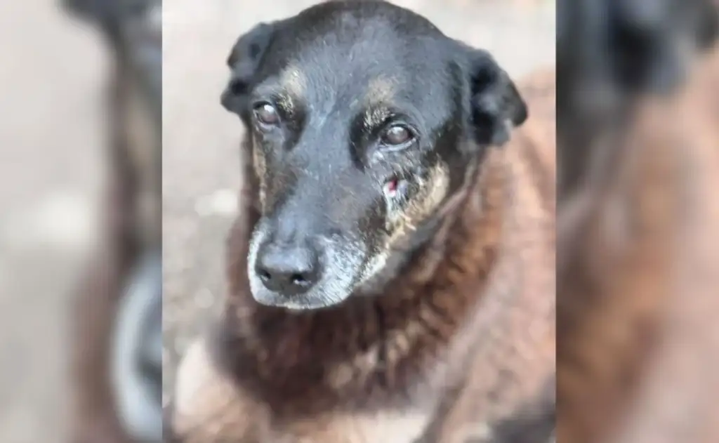 Integrante de grupo de extrema-direita também usou termos chulos para se referir a quem pede punição para os que mataram o cãozinho