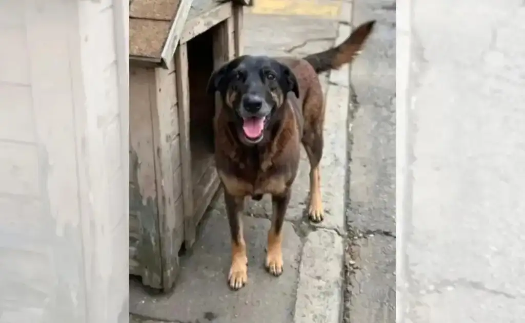 Membro do MBL chama Orelha de “cachorro lixo”