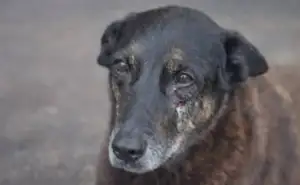 Caso Orelha: advogado tenta descaracterizar agressão apontada pela perícia