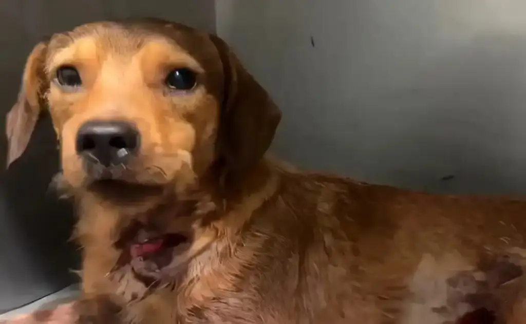 Moradores locais acusam um policial que reside no bairro de ter efetuado o disparo por não gostar de animais