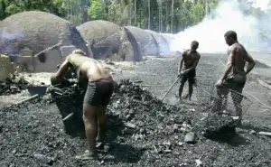 Gigantes do agro entram na mira por trabalho escravo no Brasil