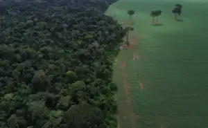 Desmatamento cai, mas Brasil ainda lidera perda de florestas