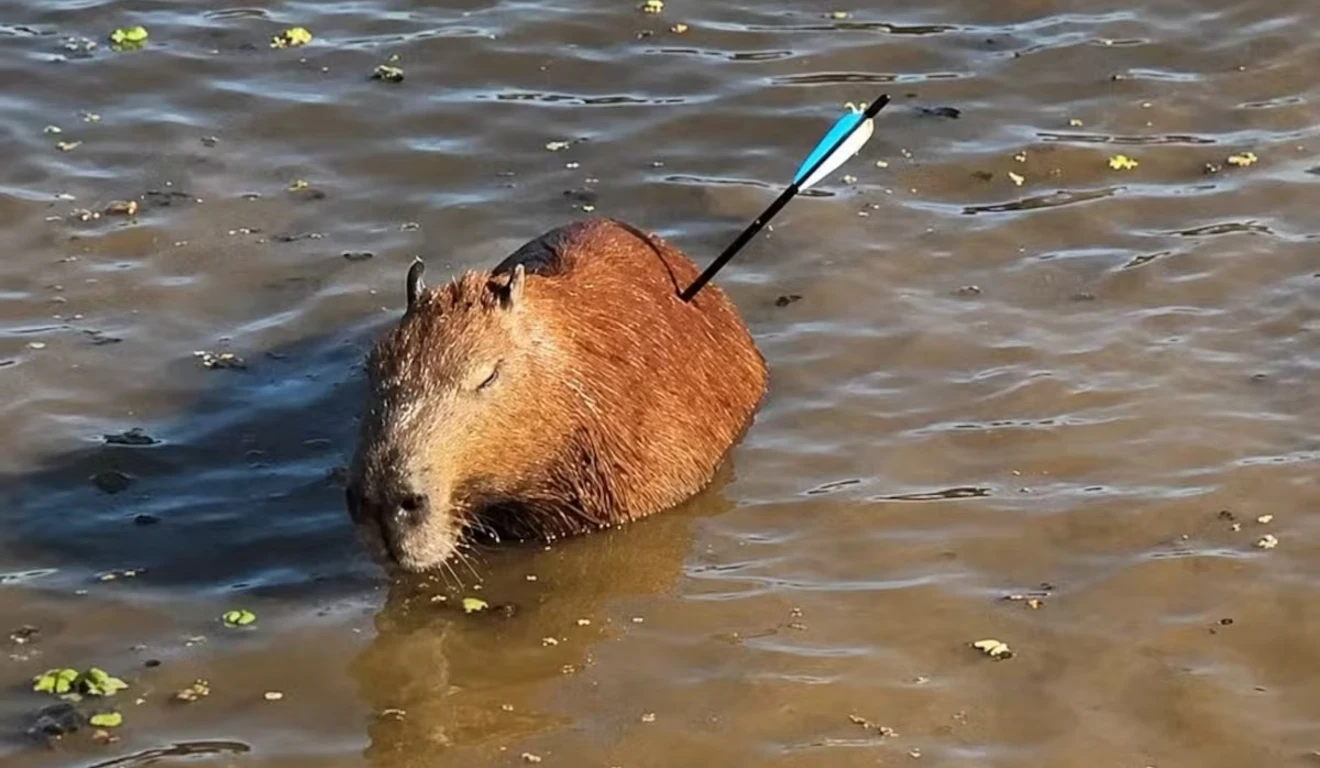 capivara-morta-flecha-guarapiranga.webp
