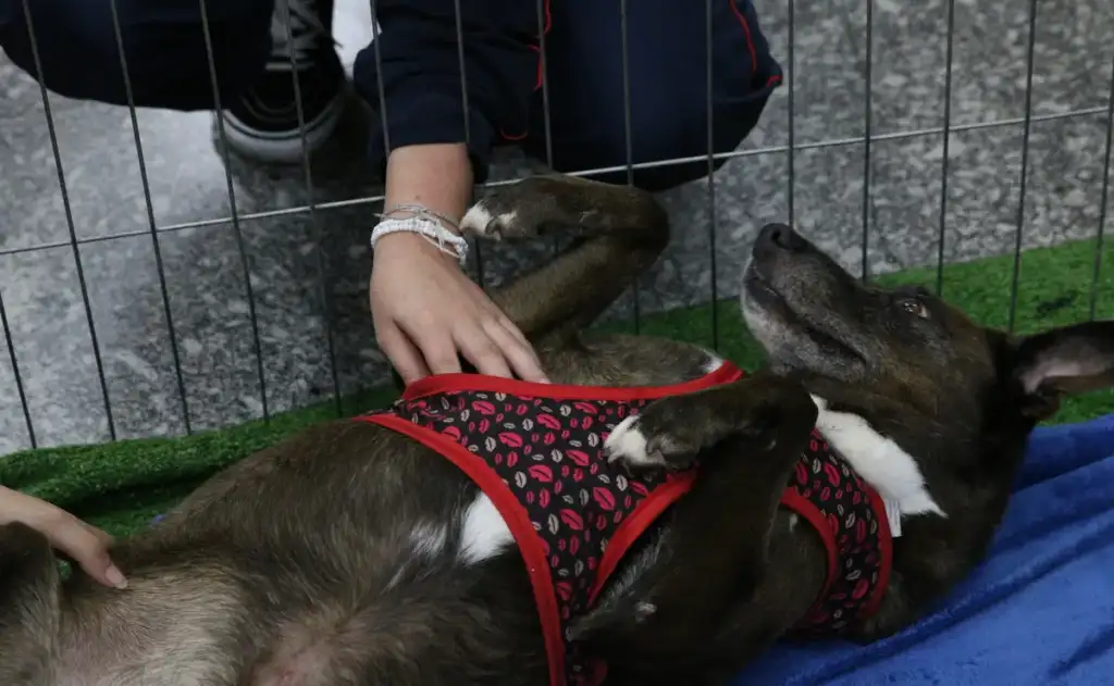 Abandono de animais poderá levar à cassação da CNH