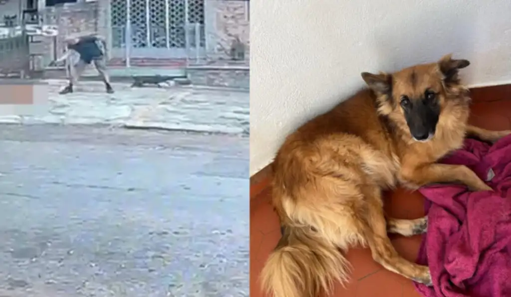 Cachorro se aproxima e homem responde com tiros no meio da rua no RJ