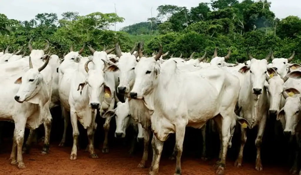 MPF aponta abate de quase 142 mil bois com irregularidades ambientais na Amazônia