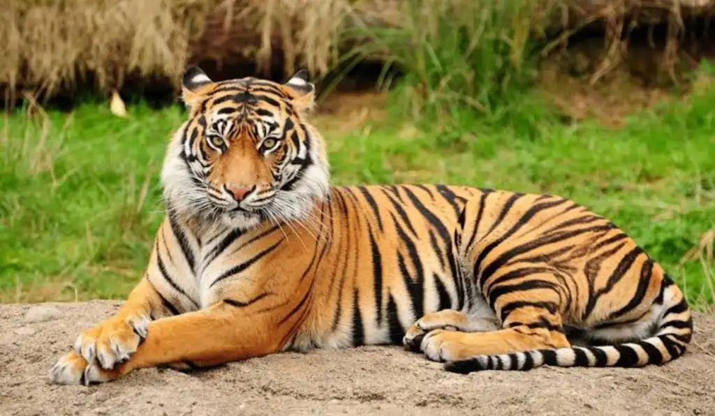 Tigre considerado extinto volta à Ásia Central