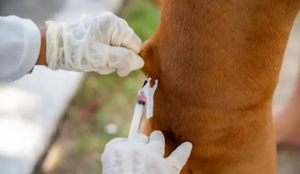 Brasil alcança 10 anos sem raiva humana por cães e reforça vacinação na fronteira