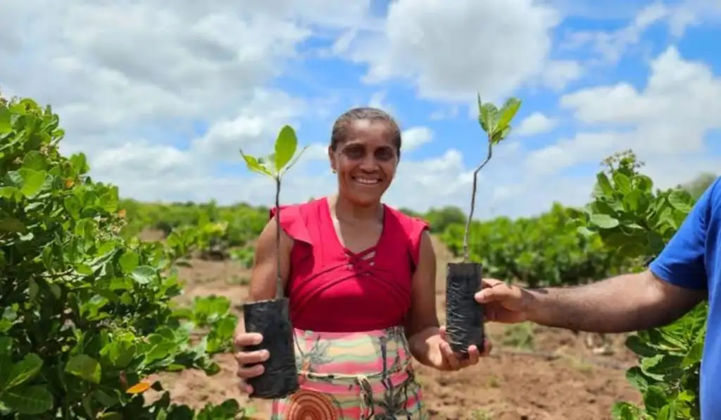 Sertão cearense recebe 10 mil mudas de caju em projeto com agricultores