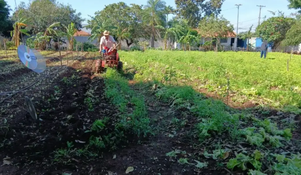 Horta solidária prepara novo plantio para levar comida a famílias de Campo Grande