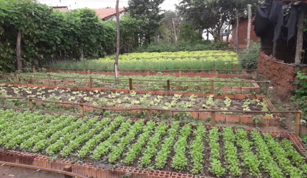 Projeto adapta quintais produtivos às necessidades de agricultoras no Rio